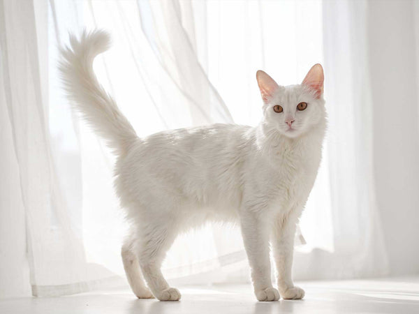 Türkisch Angora