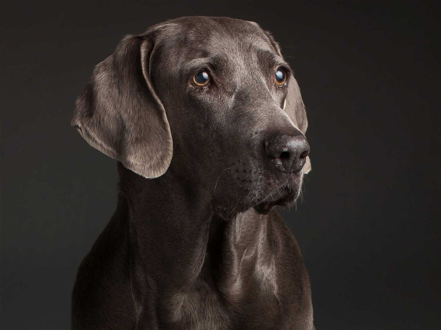 Weimaraner