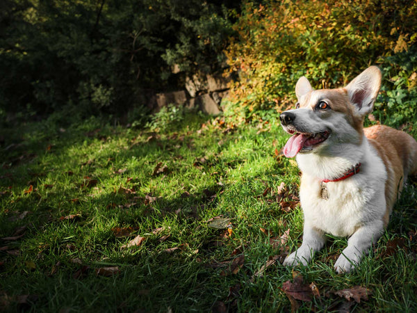 Welsh Corgi Pembroke
