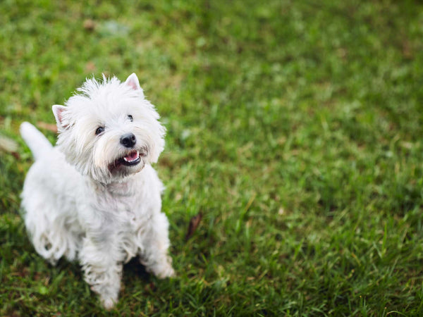 West Highland White Terrier