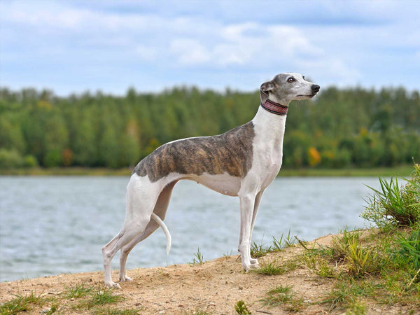 Whippet