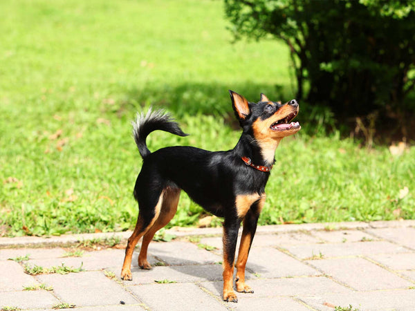 Zwergpinscher