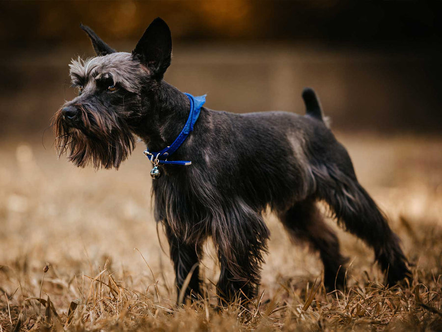 Zwergschnauzer
