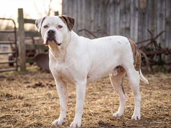 American Bulldog