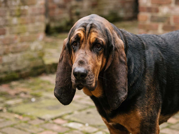 Bloodhound