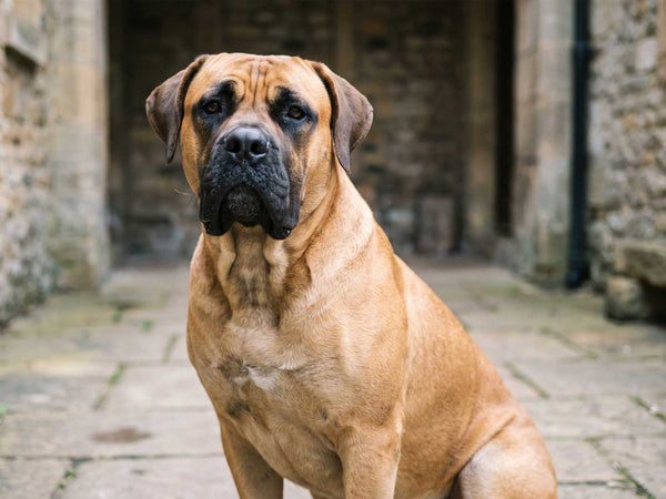 Boerboel