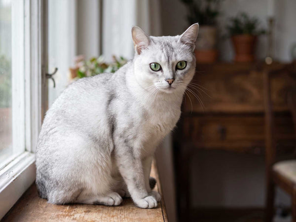 Burmilla