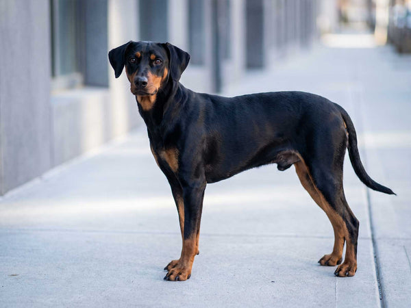 Deutscher Pinscher