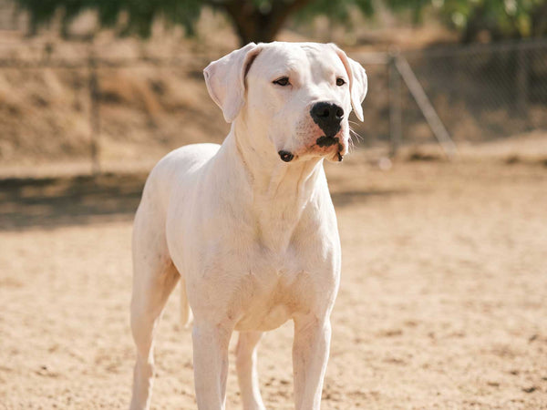 Dogo Argentino