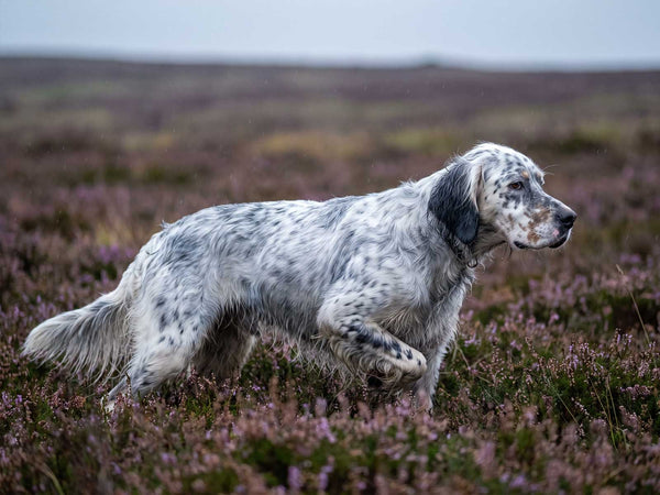 English Setter