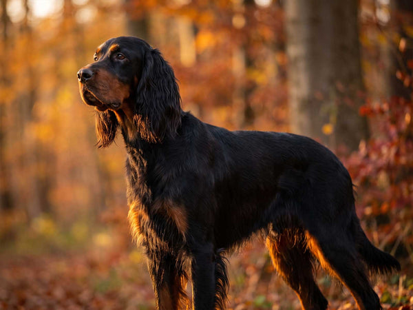 Gordon Setter