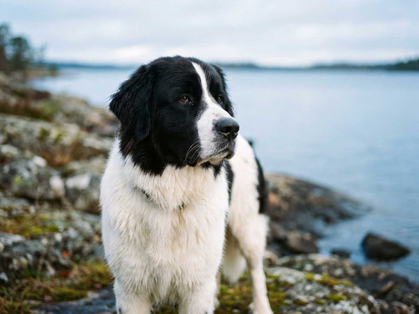 Landseer