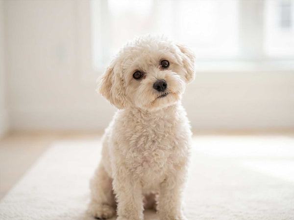 Maltipoo