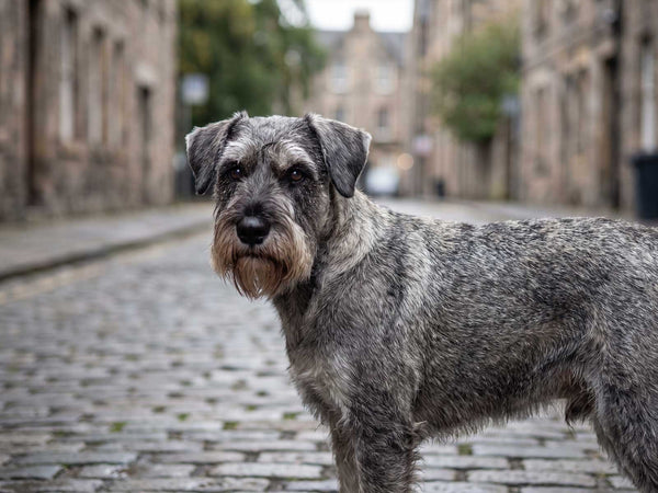 Mittelschnauzer