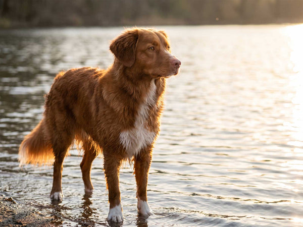 Nova Scotia Duck Tolling Retriever