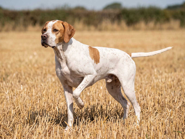 Pointer