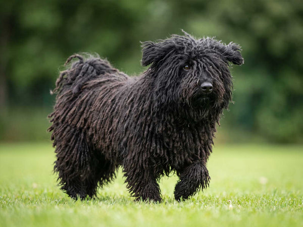 Puli