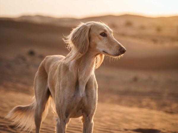 Saluki
