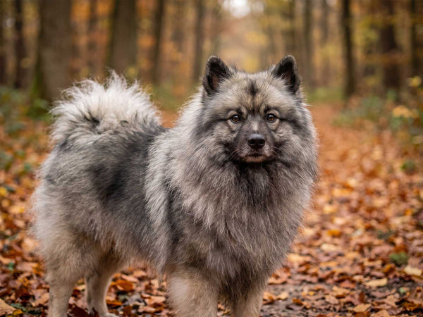 Wolfsspitz