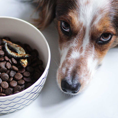 Trockenfutter Fisch | Adult-Regular