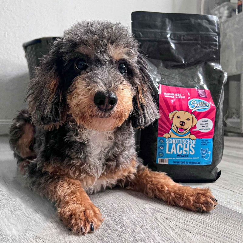 Trockenfutter Schottischer Lachs-Minis | kleine Rassen