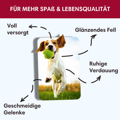 Probe Trockenfutter Angus - Rind - Minis | kleine Rassen 100g - Solli's Hundebedarf