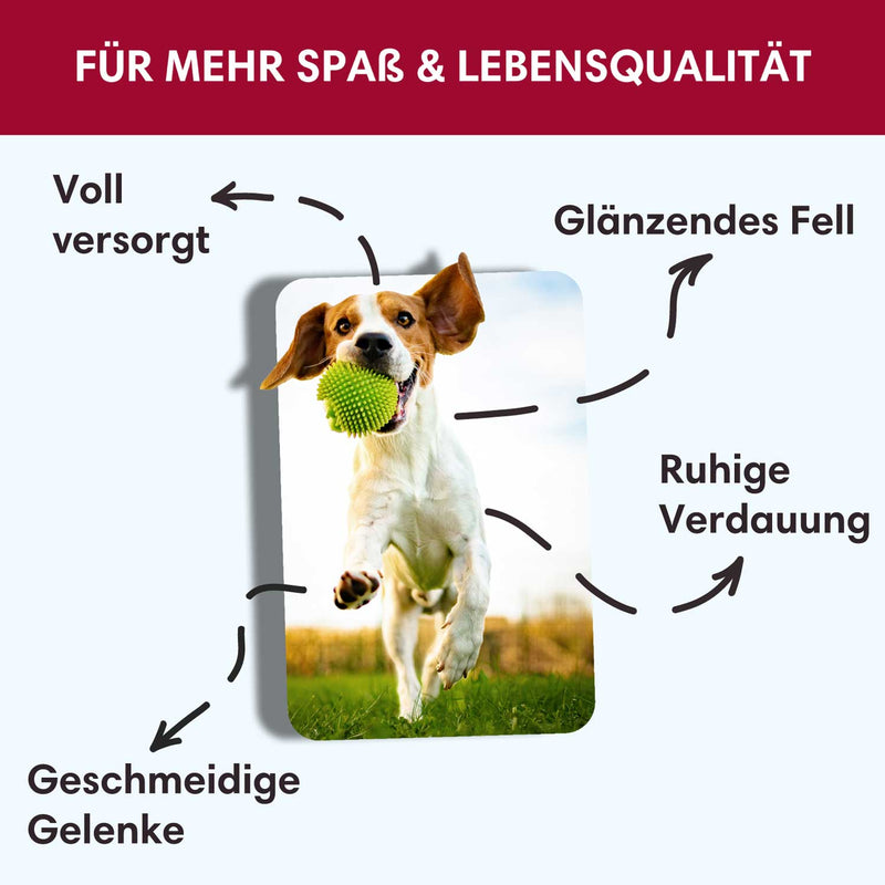 Probe Trockenfutter Angus - Rind - Minis | kleine Rassen 100g - Solli&
