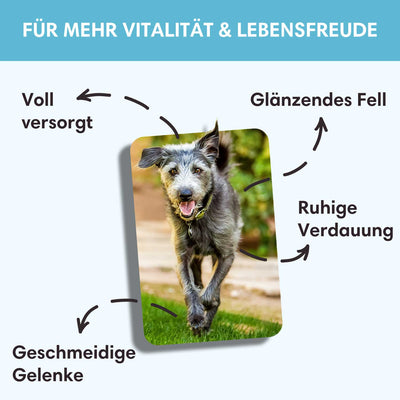 Probe Trockenfutter Ente | Adult - Regular 100g - Solli's Hundebedarf