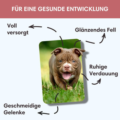 Probe Trockenfutter Lachs | Welpenfutter - Regular 100g - Solli's Hundebedarf