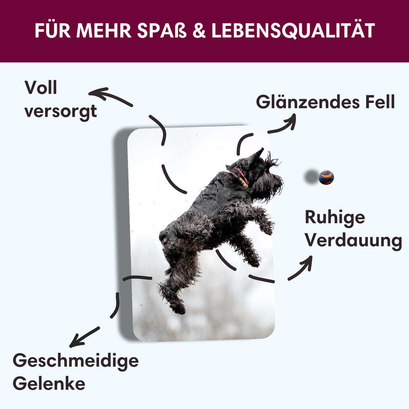 Probe Trockenfutter Schottischer Lachs - Minis | kleine Rassen 100g - Solli&