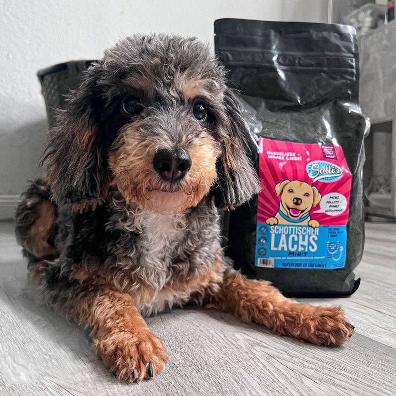 Probe Trockenfutter Schottischer Lachs - Minis | kleine Rassen 100g - Solli&