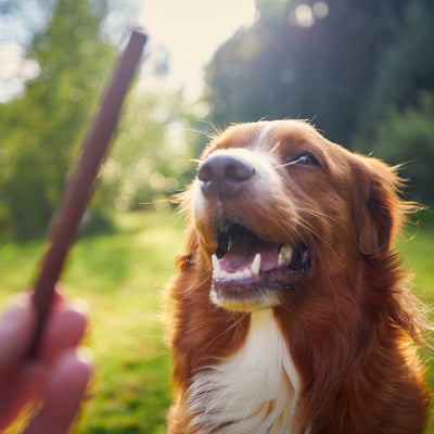 Rauchiges Rind - Soft Sticks - Solli's Hundebedarf