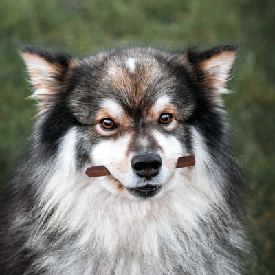 Zarter Liebesbeweis - Lamm Fleischstreifen - Solli's Hundebedarf