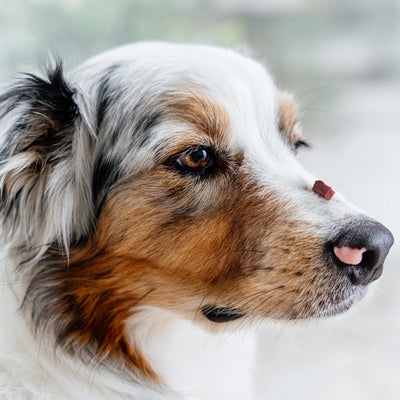 Zarter Liebesbeweis - Pferd Fleischwürfel - Solli's Hundebedarf